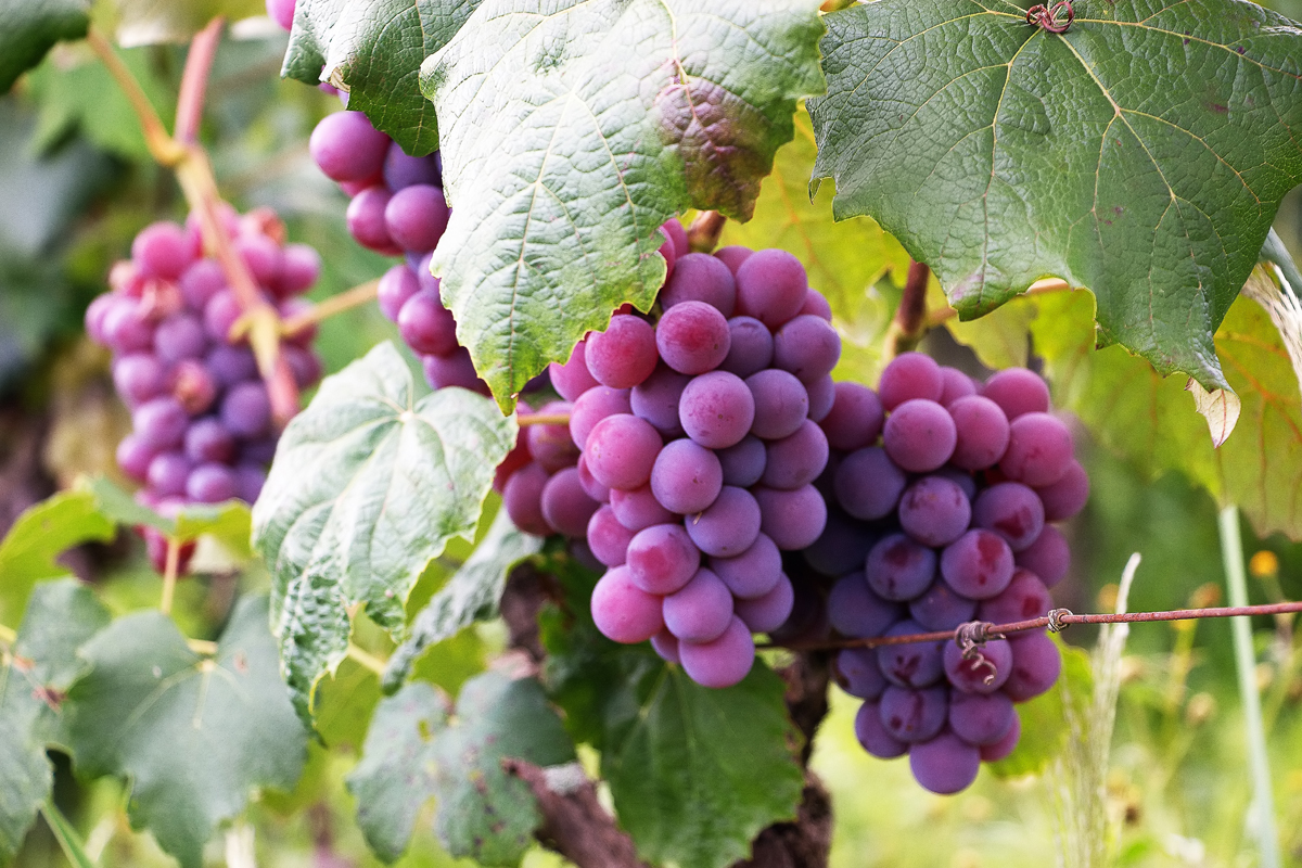 Grape Planting Insights