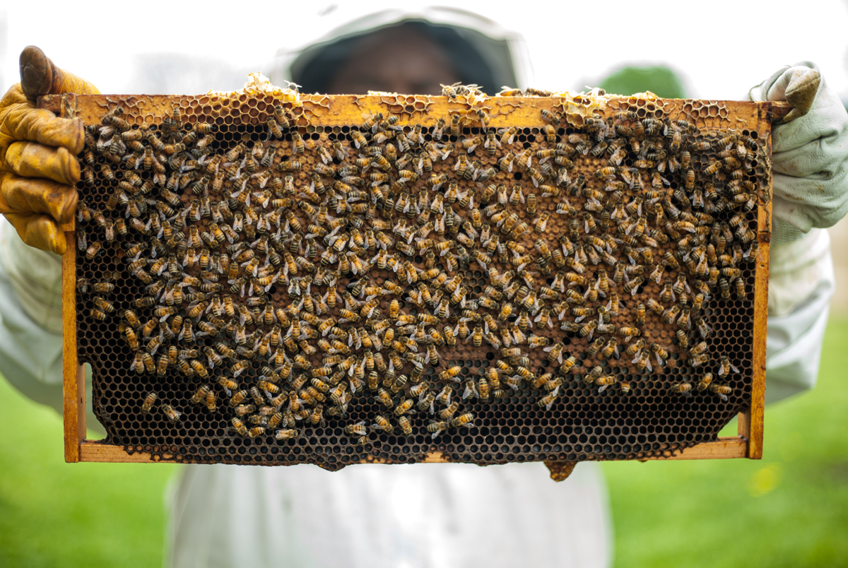 Beekeeping Information
