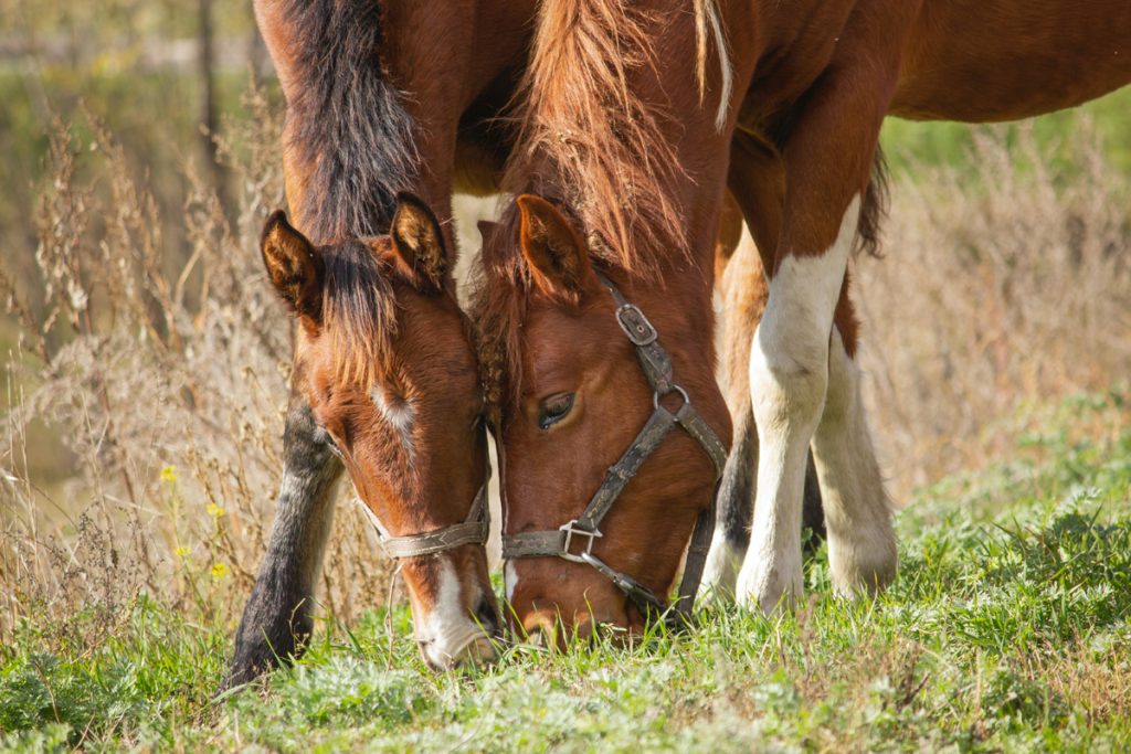 Horse Pasture Rotation - Pioneerthinking.com