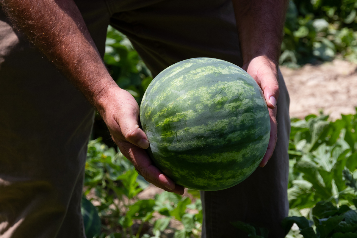Growing Organic Watermelon
