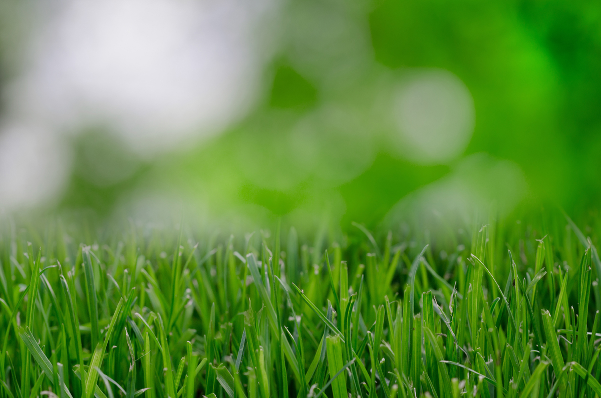 Five Spring Fertilizing Tips
