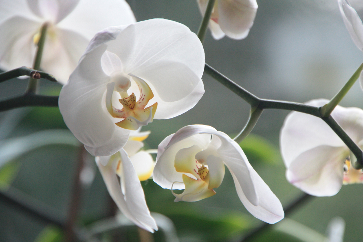 Orchid Care