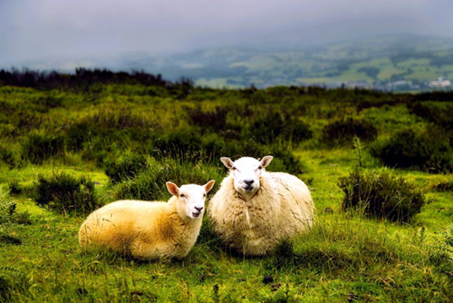 Rearing Sheep - Certain Kinds of Pasture That Sheep Likes