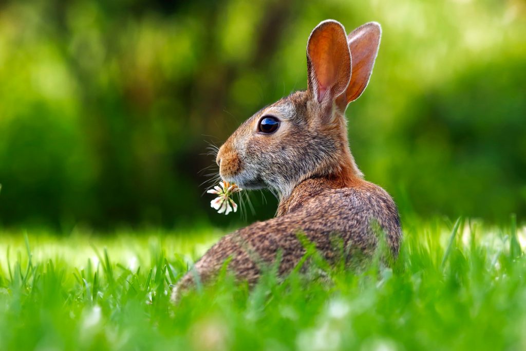 Rabbits Running Rampant in Your Backyard? Smart Tips to Keep Them at
