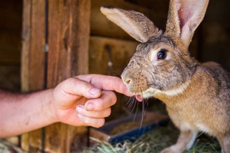 An Introduction to Rabbit Farming