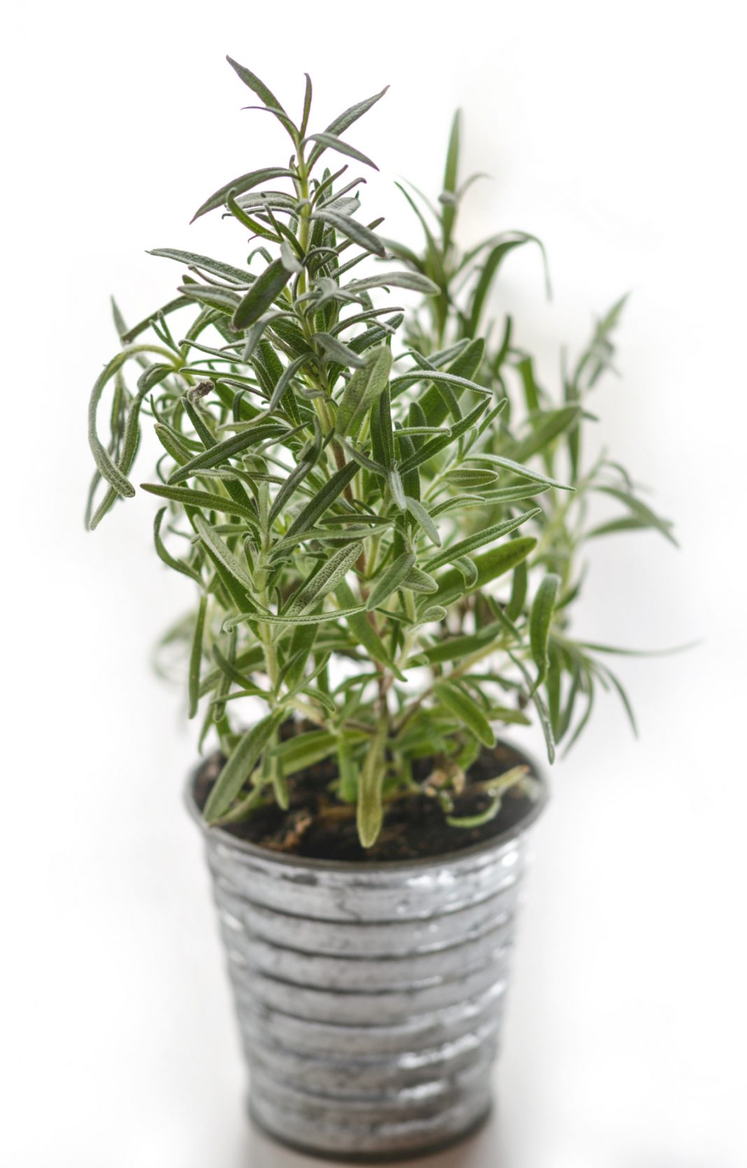 You Can Grow Rosemary in a Container