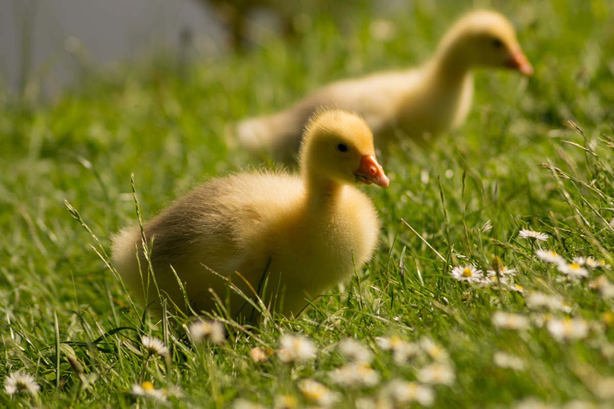 Raising Baby Ducks into Healthy Adult Ducks