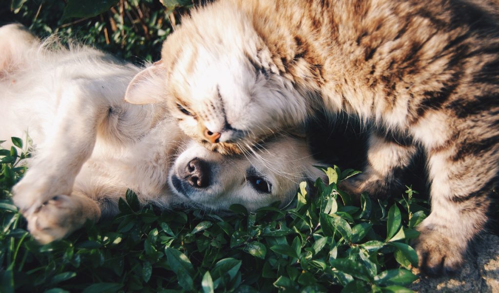 How To Keep Cats And Dogs Out Of The Garden Pioneer Thinking