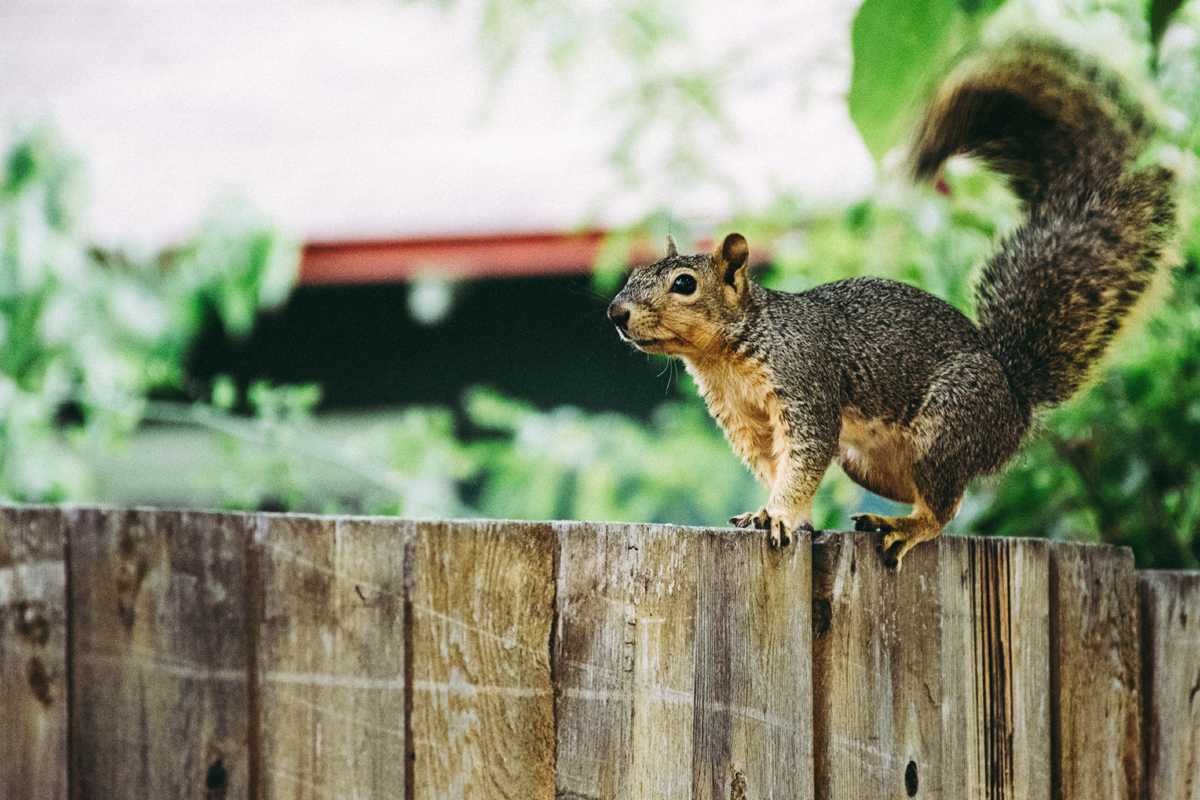 Squirrels – The Plague of Southern Ohio in the Early 1800s