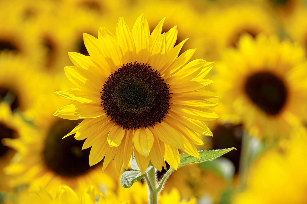 Sunflowers – What You Thought You Knew