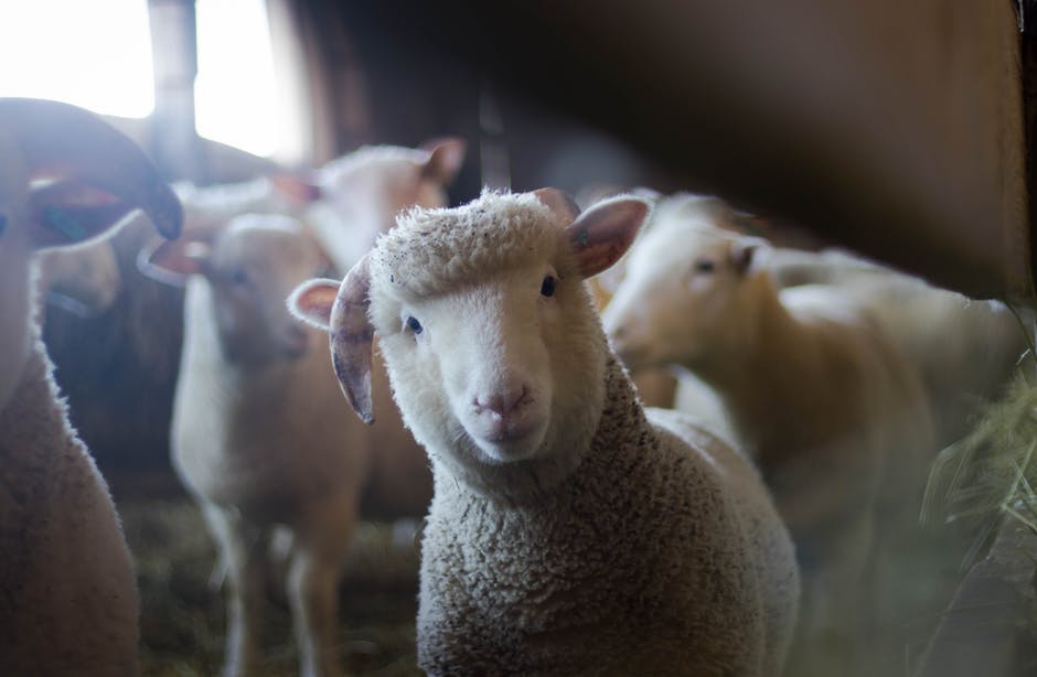 Visual Appraisal Checklist for Sheep Breeding