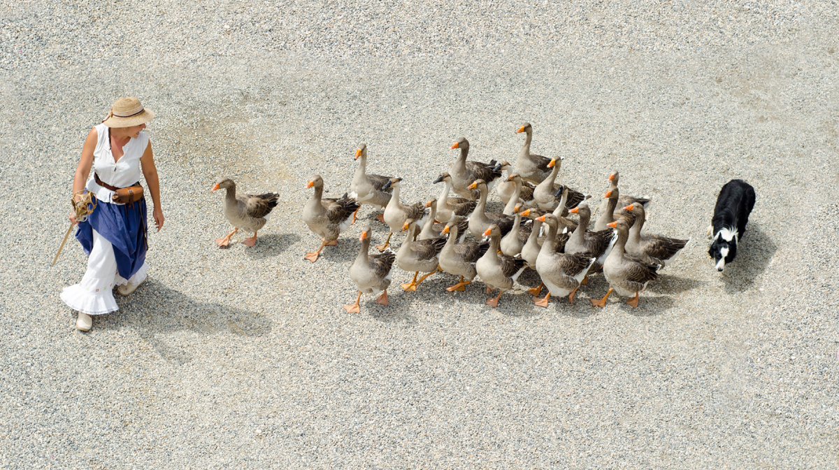 A Complete Beginners Guide to Raising Ducks