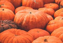 Growing Organic Pumpkins Growing Pumpkins