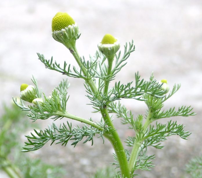 Discover The Wonders of Pineapple Weed: Benefits, Uses, and Remedies