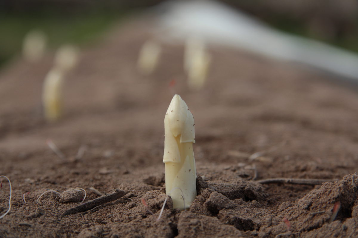 Asparagus: From Seed to Harvest