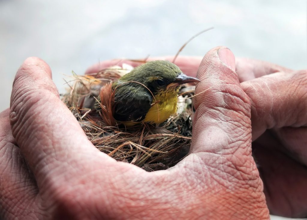 On Rescuing Baby Birds Found on The Ground