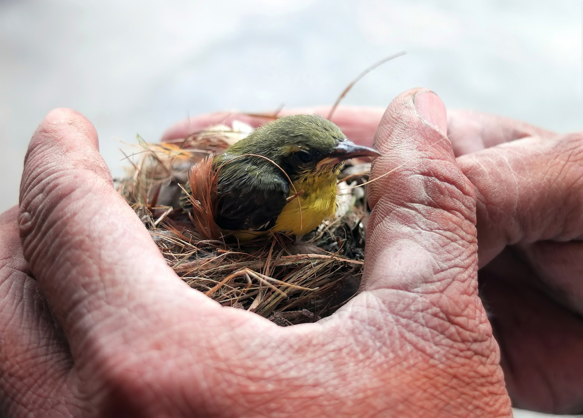 On Rescuing Baby Birds Found on The Ground