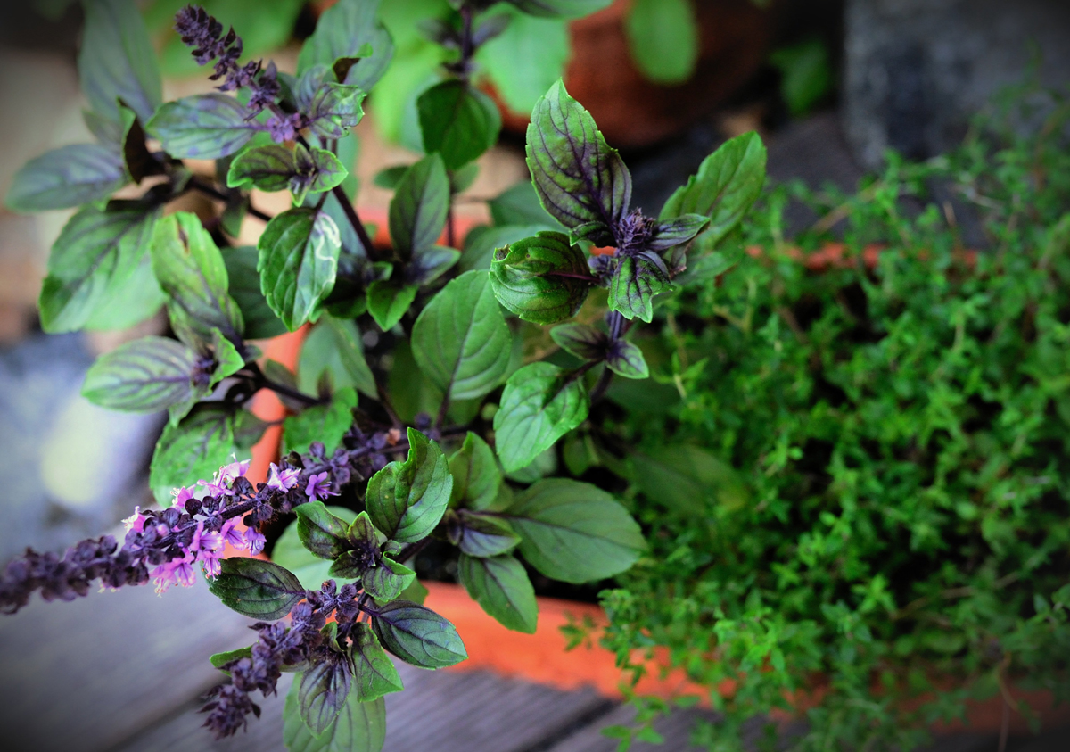 Basil – History, Cooking, and How to Save for Year Round Use