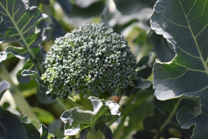 Broccoli: From Seed to Harvest