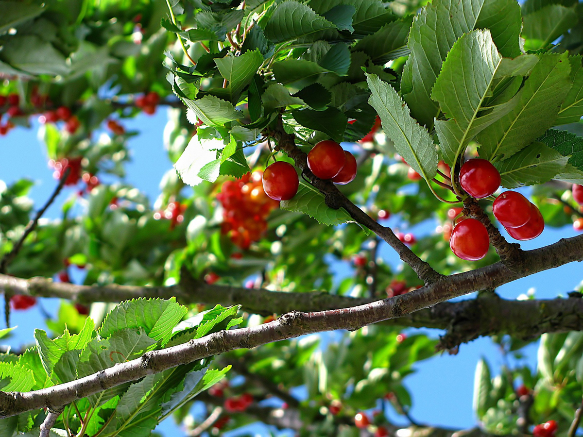 Planting Cherry Trees
