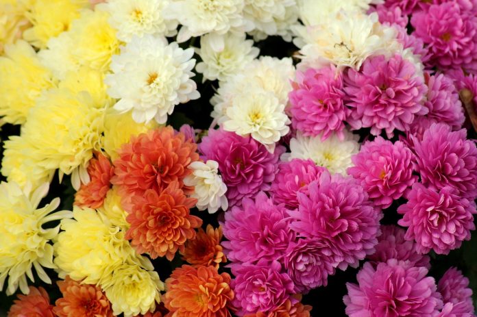Plant Fall Flowers to Brighten Cool November