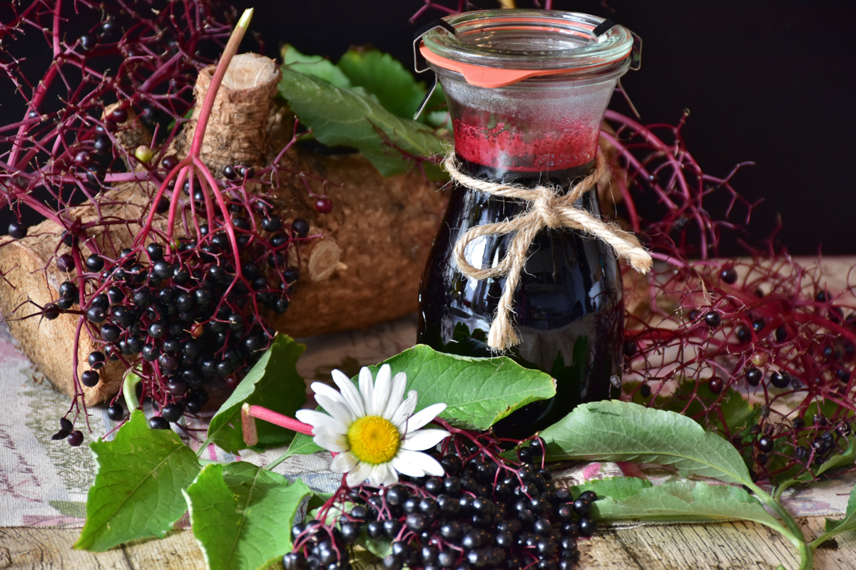 Elderberry – The Salutary Plant Used for Centuries