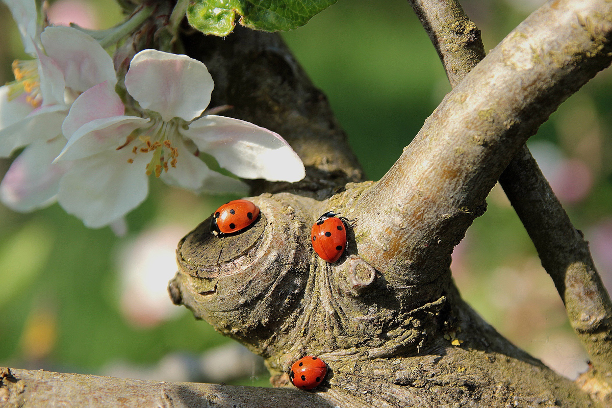 Luring Ladybugs into Your Garden