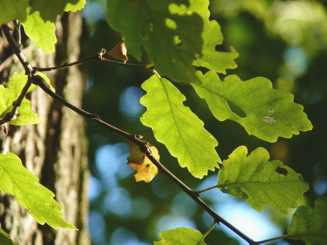 History Of Oak Trees Quercus Sp