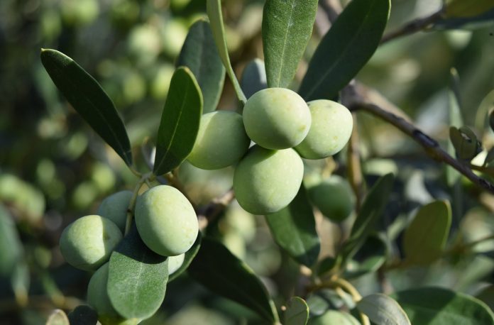 History of Olive Trees