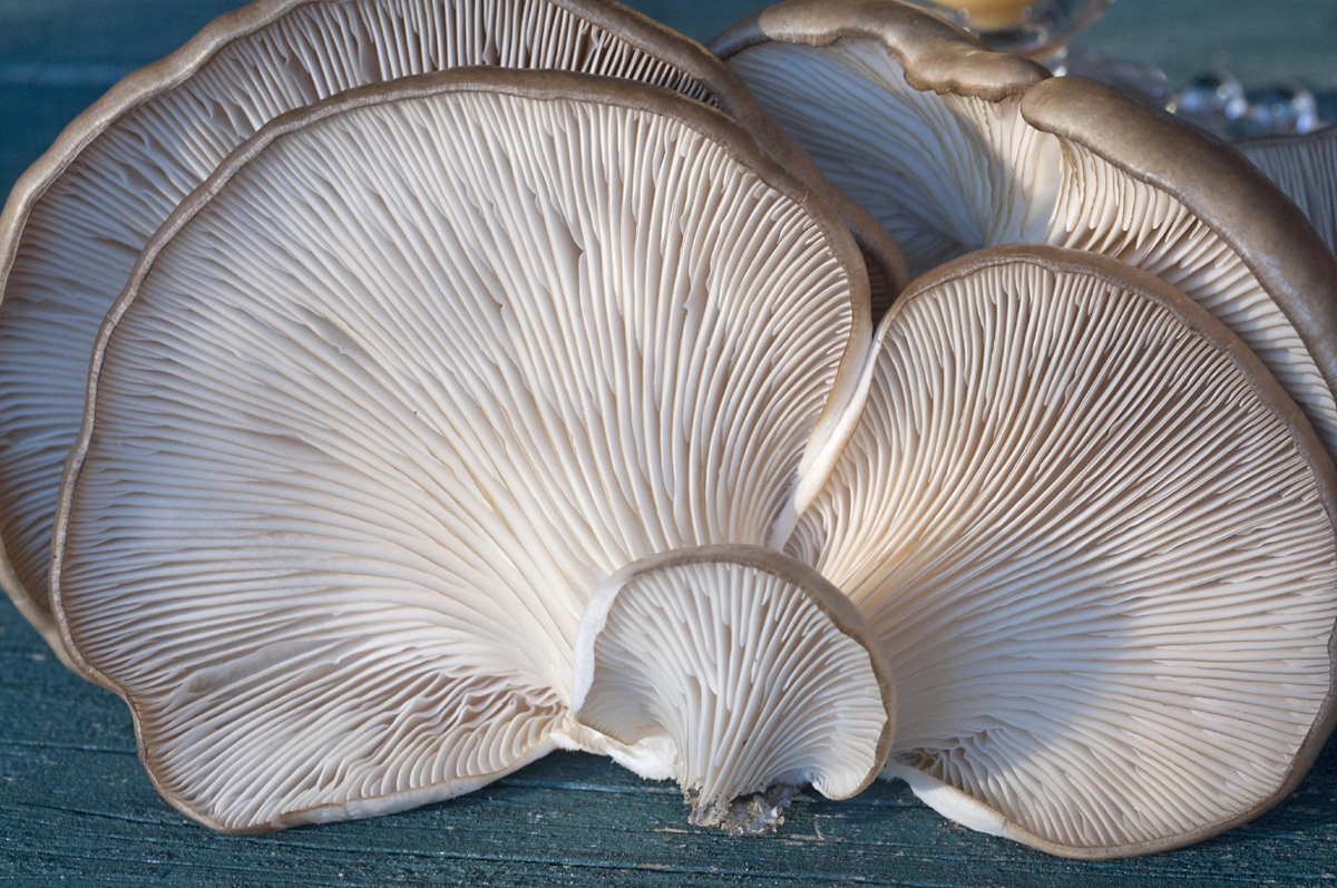 How to Make $60,000 Yearly Growing Gourmet Oyster Mushrooms