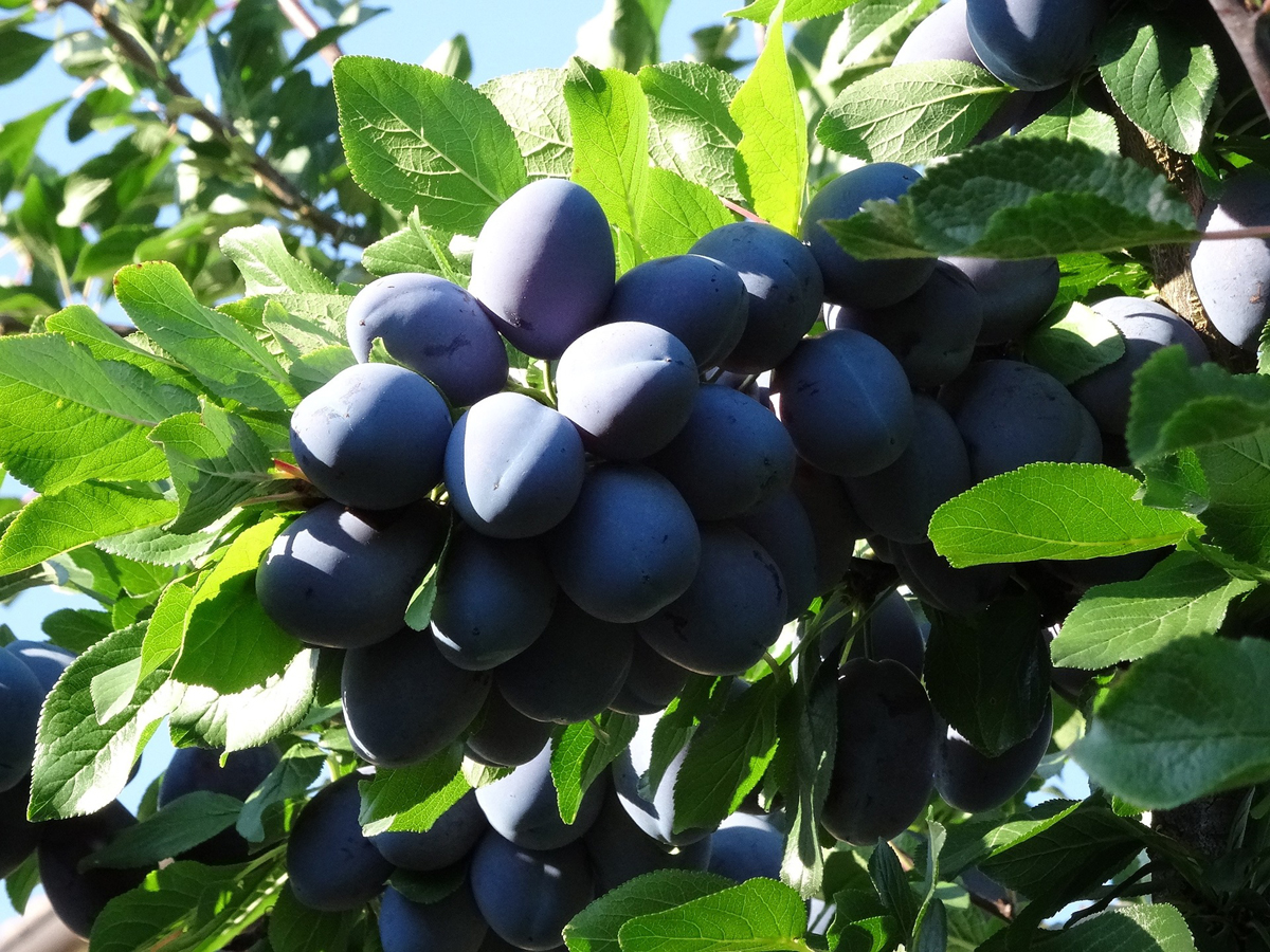 History of Plum Trees and Their Hybrids