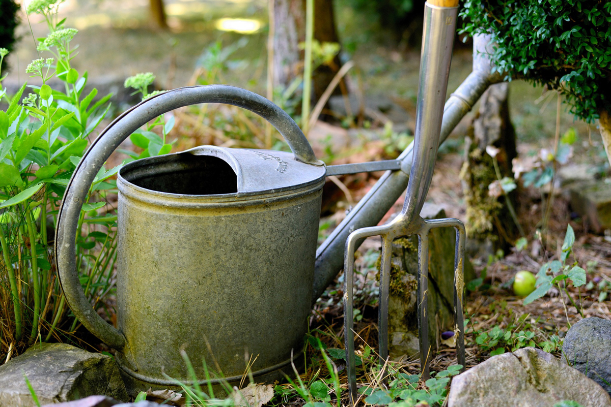 Tips for Watering Plants: How Much Water? How Often? Use Nutrients?