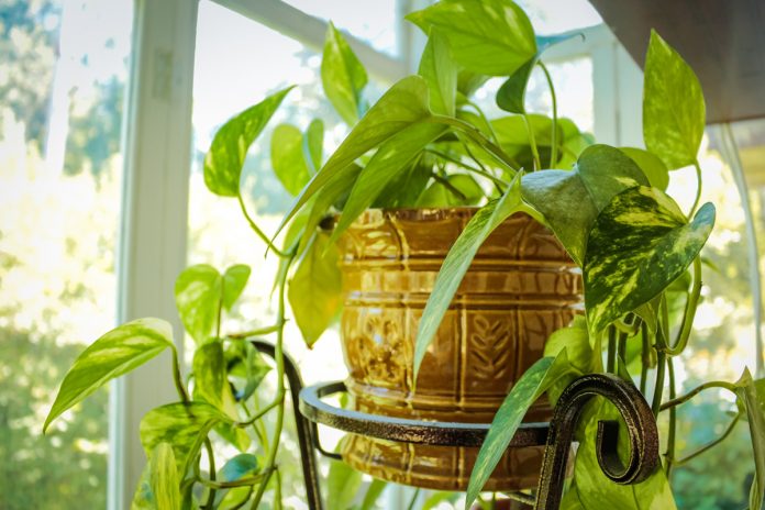 How to Fertilize Your Indoor Plants
