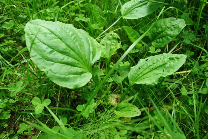 Plantain – The Band-Aid Plant