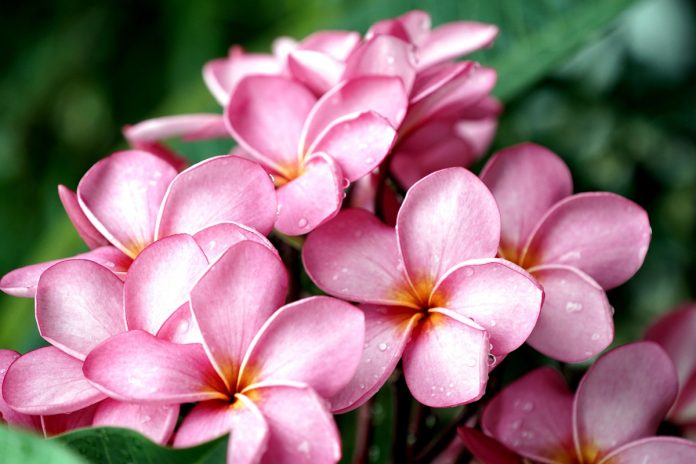 Tropical Plants and Plumeria Care in Temperate Climates