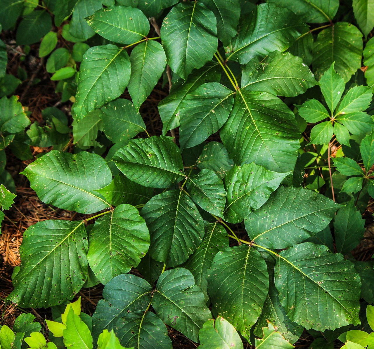 Poison Ivy Allergy