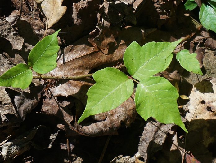 Poison Ivy – How to Spot Poison Ivy