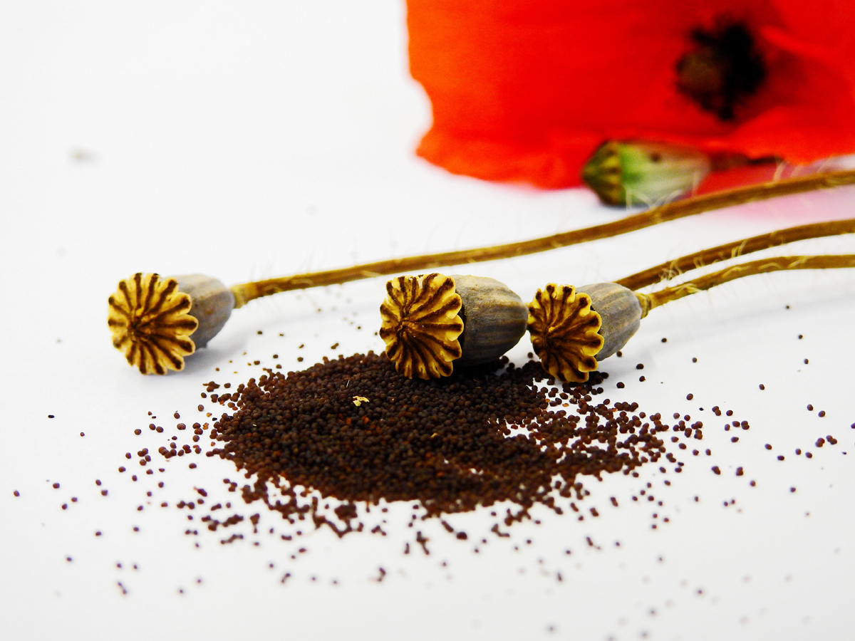 Oriental Poppy Seeds – Germinating and Caring for Oriental Poppies