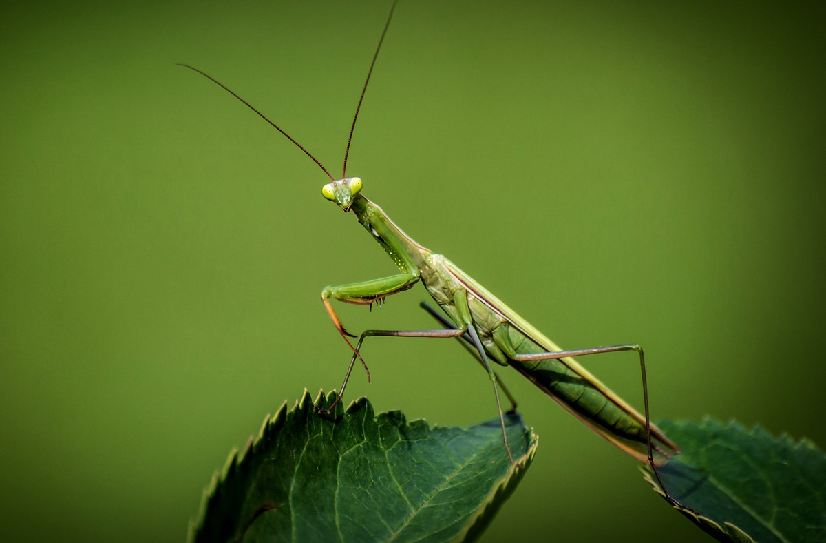 Praying Mantis – Friend or Foe?