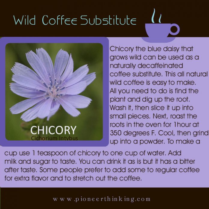 Wild Coffee Substitute