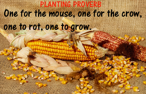 Planting Proverb