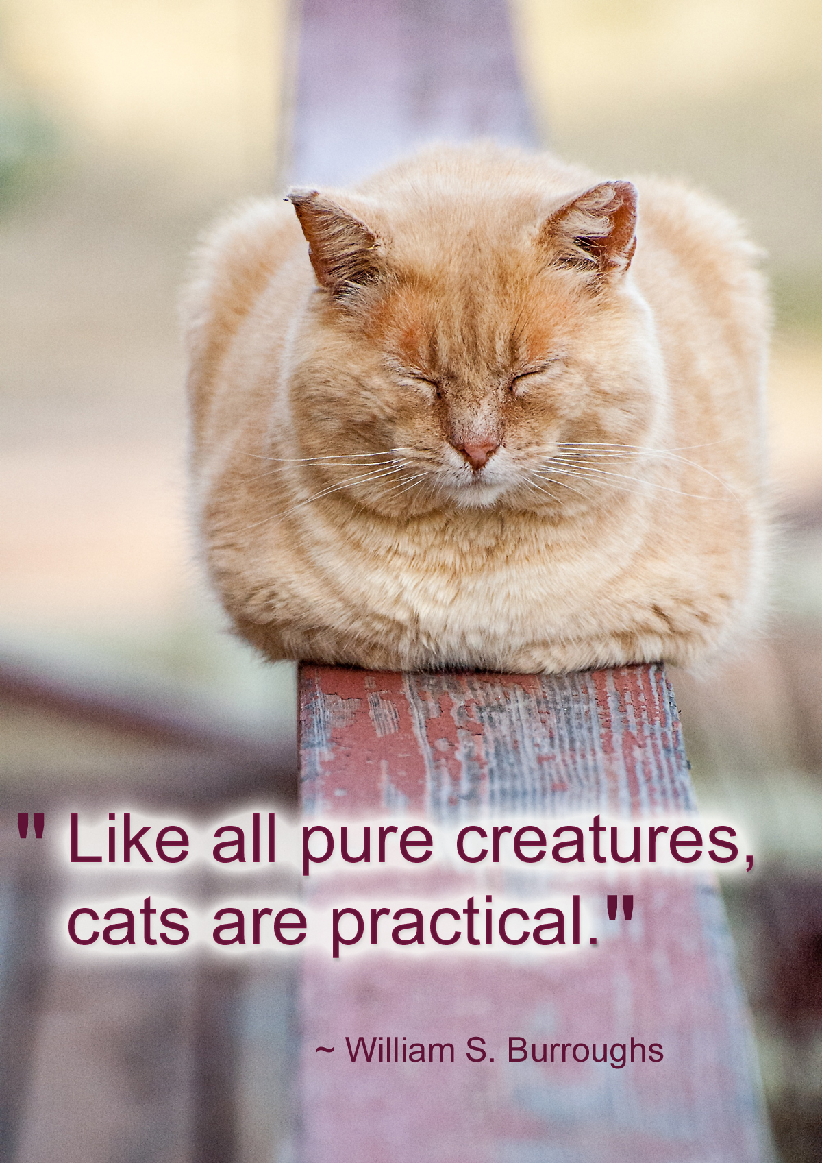 Cats are Practical - William S. Burroughs