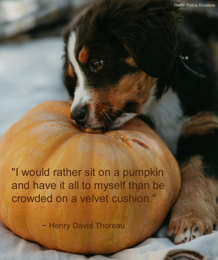 Henry David Thoreau quotes