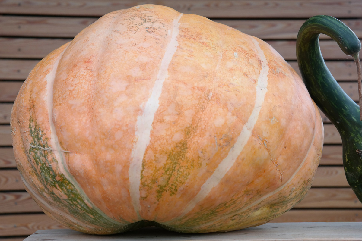 How to Grow Giant Pumpkins – Practical Steps You Can Follow
