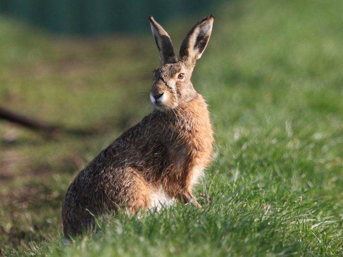 Natural Ways to Keep Rabbits, Woodchucks, Chipmunks and Squirrels Away