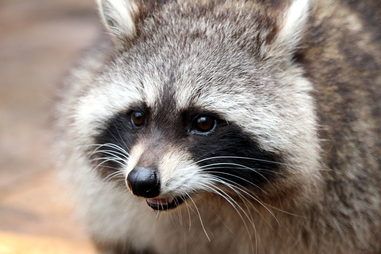 3 Types of Plants That Repel Raccoons