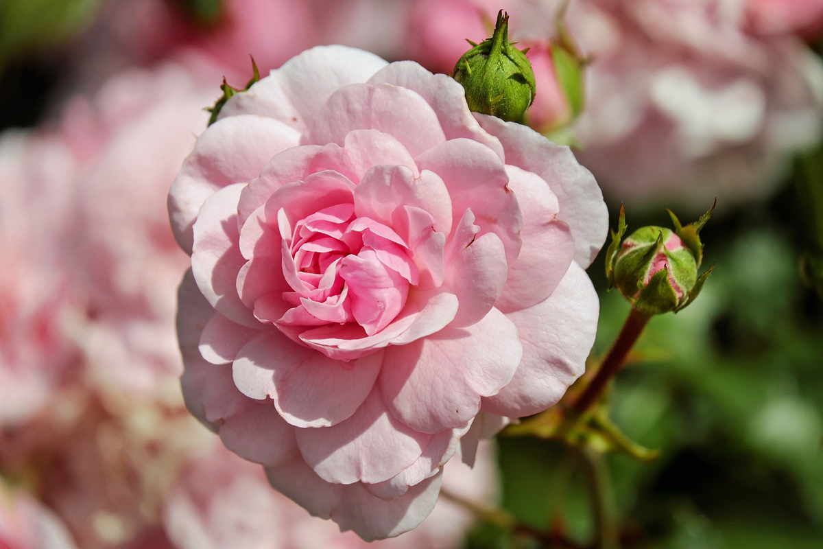 5 Tips For Planting Roses