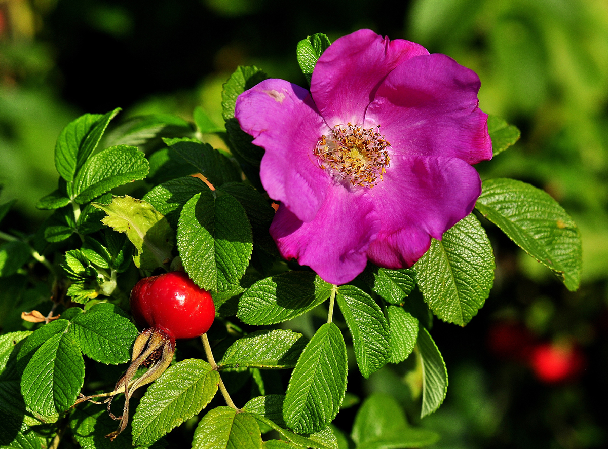 The Uses and History of Rose Hips