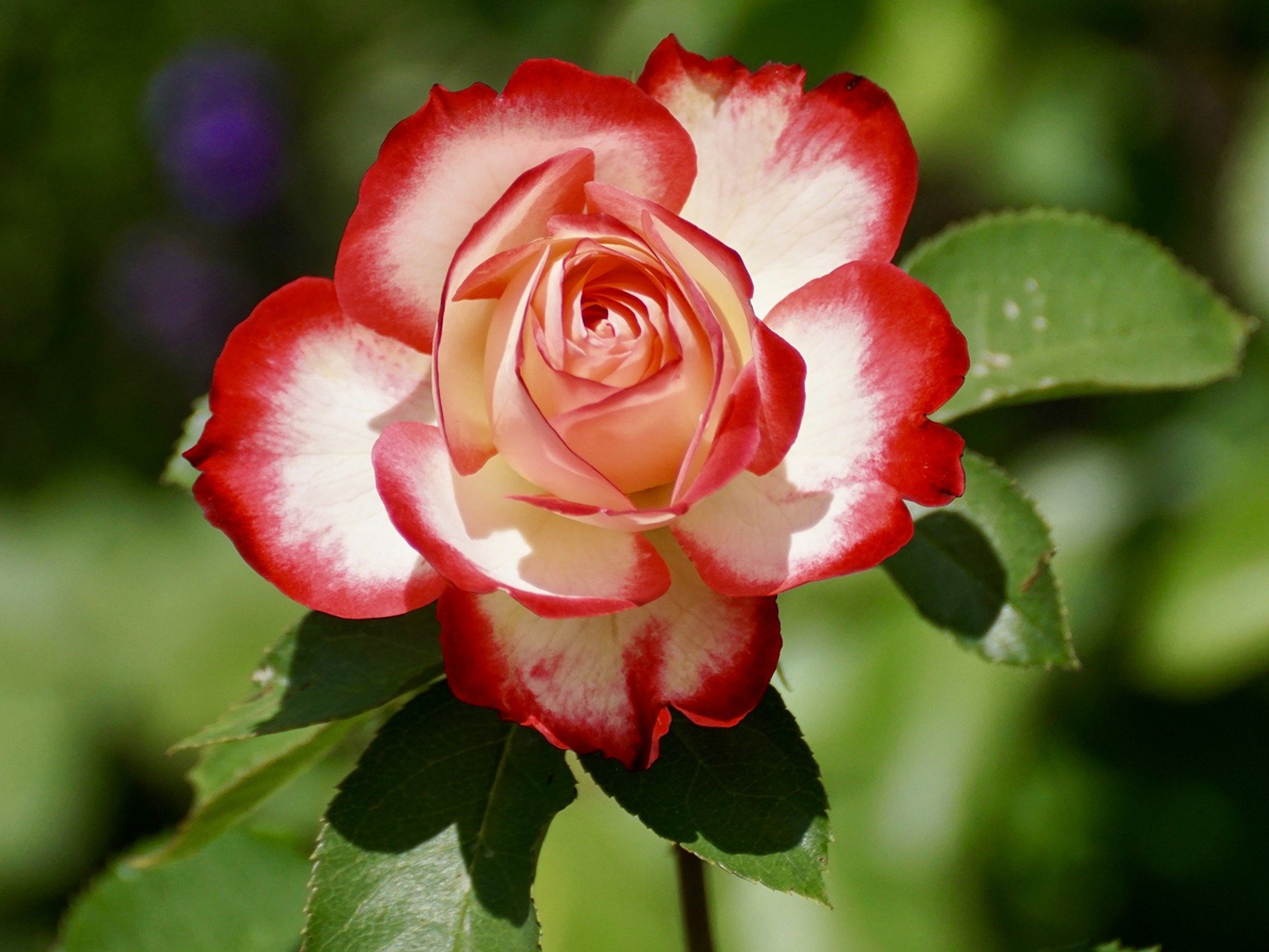 Rose Gardening – Tips for Successful Rose Gardening