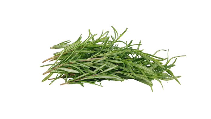 Treat Health Disorders Effectively with Rosemary Herb